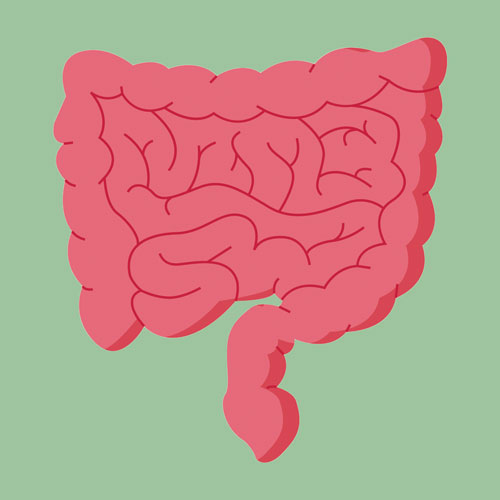 Gastrointestinal tract