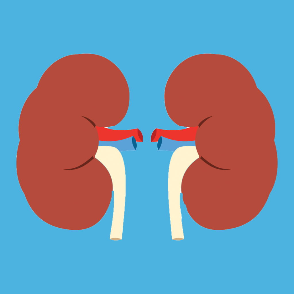 kidneys