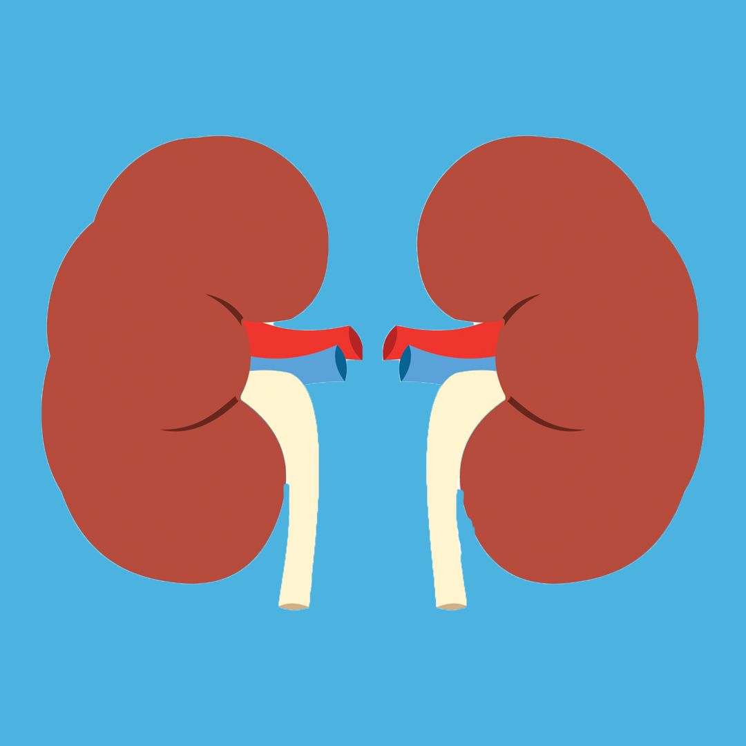 kidneys